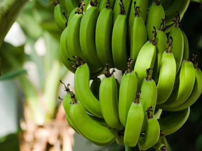 quais os benefícios da banana verde para a sua saúde