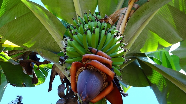 quais os benefícios da biomassa de banana verde